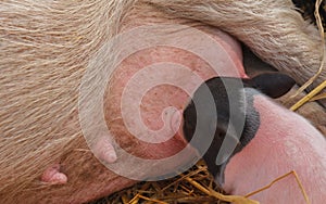 Newborn piglets suckling their mother.