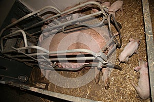 Extreme closeup of suckling piglets at iindustrial animal farm