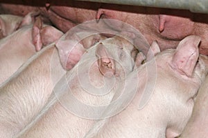 Extreme closeup of suckling piglets at iindustrial animal farm