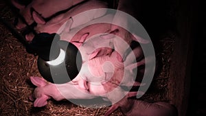 Newborn piglets in their cage under a lighting lamp.