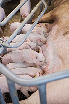 Newborn piglets are trying to suckle from its mother pig. Scramble for the newborn piglet suckling pig mother.