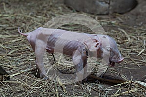 Newborn piglets were standing in the paddock with good posture T