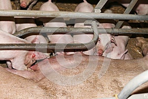 Newborn pigs enjoying suckling milk from their mother at indust photo