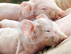 Newborn Pigs Feeding photo