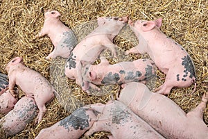 Newborn pigs sleeping on hay