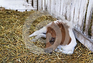 Newborn pony horse foal sleeping in barn, selective focus