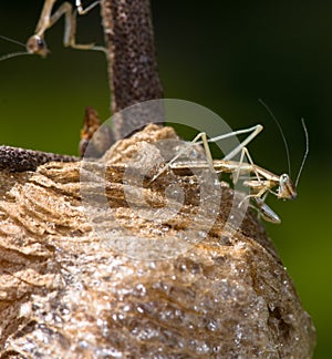 A newborn Praying mantis sitting on top of his light brown foamy nest.