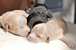 Newborn puppies