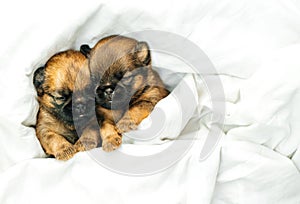 newborn puppies brussels griffon sleeping under a white blanket