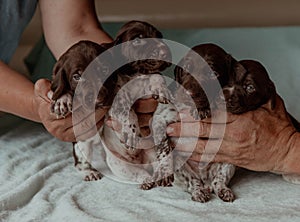 Newborn puppies kurtzhaar pointer in hands photo