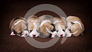 newborn puppies lie in a row backwards