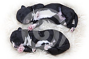 Newborn puppies, one week old