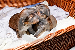 Newborn puppies in a wicker basket, close-up portrait. Brown Yorkshire Terrier puppies