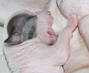 Newborn puppy