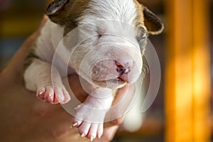 Newborn puppy, American Staffordshire Terrier