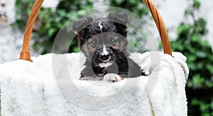 Newborn Puppy black dog portrait in basket outdoor. Adorable serious young domestic animal brown puppy sitting with paw on basket
