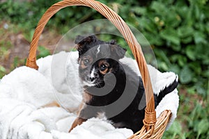Newborn Puppy black dog portrait outdoor. Adorable young domestic animal brown puppy sitting missing waiting in basket.Dog as gift