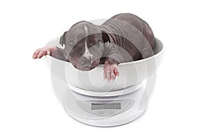 Newborn puppy in a bowl on a weight