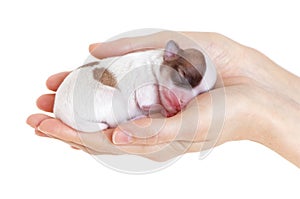 Newborn puppy in the caring hands