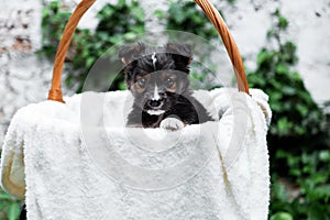 Newborn Puppy dog portrait in basket outdoor. Adorable serious young domestic animal brown puppy sitting with paw on