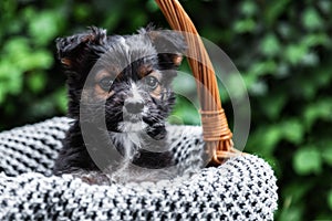 Newborn Puppy dog portrait outdoor. Adorable serious young domestic animal brown puppy sitting in basket as gift or surprise on