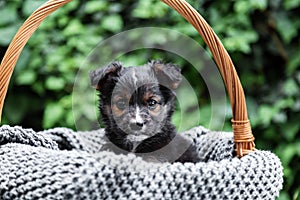 Newborn Puppy dog portrait outdoor. Adorable serious young domestic animal brown puppy sitting in basket as gift or surprise on