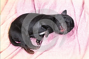 Newborn puppy dog sleeping black labrador retriever age one day