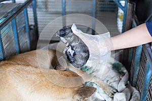 Newborn puppy in the hands of a dog doctor