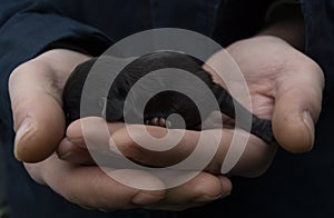 Newborn puppy in the hands of men. Baby dog lying in the palm of