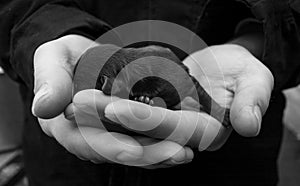 Newborn puppy lies in the hands of man. Baby dog. Black and whit