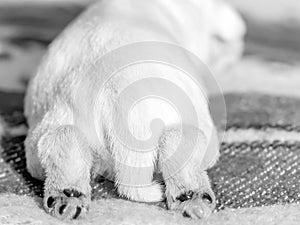 Newborn puppy lies with his hind legs stretched out.