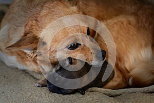 Newborn puppy with mother. The concept of maternal instinct.