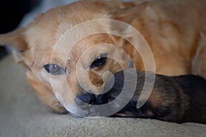 Newborn puppy with mother. The concept of maternal instinct.