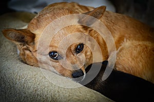 Newborn puppy with mother. The concept of maternal instinct.