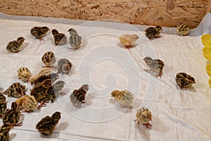 These newborn quail chicks in the brooder on the farm.