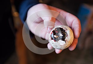 Newborn Quail Egg