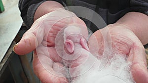 A newborn rabbit in the hands of a farmer. Breeding rabbits.