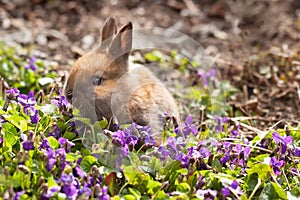 Newborn rabbit in spring violets