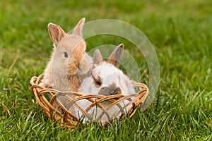 Newborn rabbits in springtime