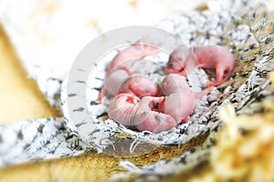 Newborn rats sleep in rat nest on fabric or silk cloth in the house