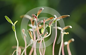 Newborn red and green grass