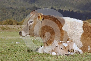 Newborn resting