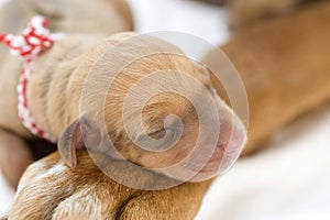 Newborn Rhodesian Ridgeback whelp, 1 day of age photo