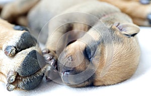 Newborn Rhodesian Ridgeback whelp, 4 days of age photo