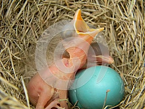 Newborn Robins Birds