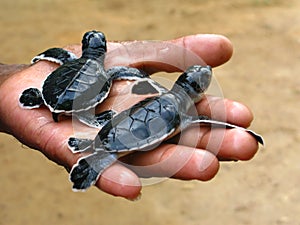 Newborn sea turtles, Ceylon, Sri Lanka