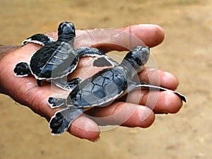 Newborn sea turtles, Ceylon, Sri Lanka photo