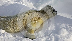 Newborn seal on ice White Sea in Russia.