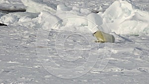 Newborn seal on ice White Sea in Russia.