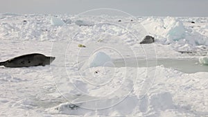 Newborn seal near mother on ice White Sea in Russia.